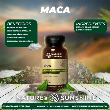 Maca